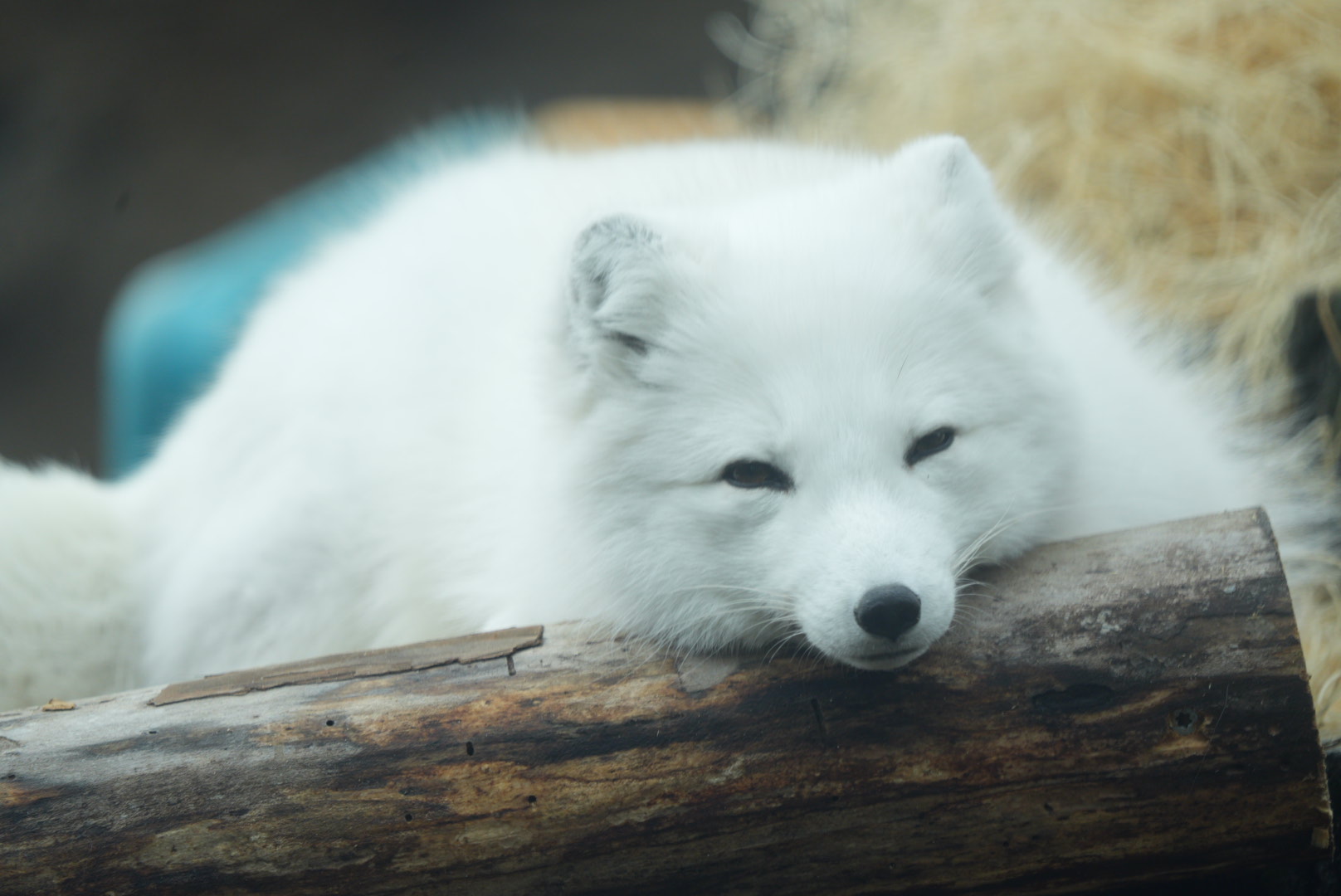 Arctic Fox (Freya)