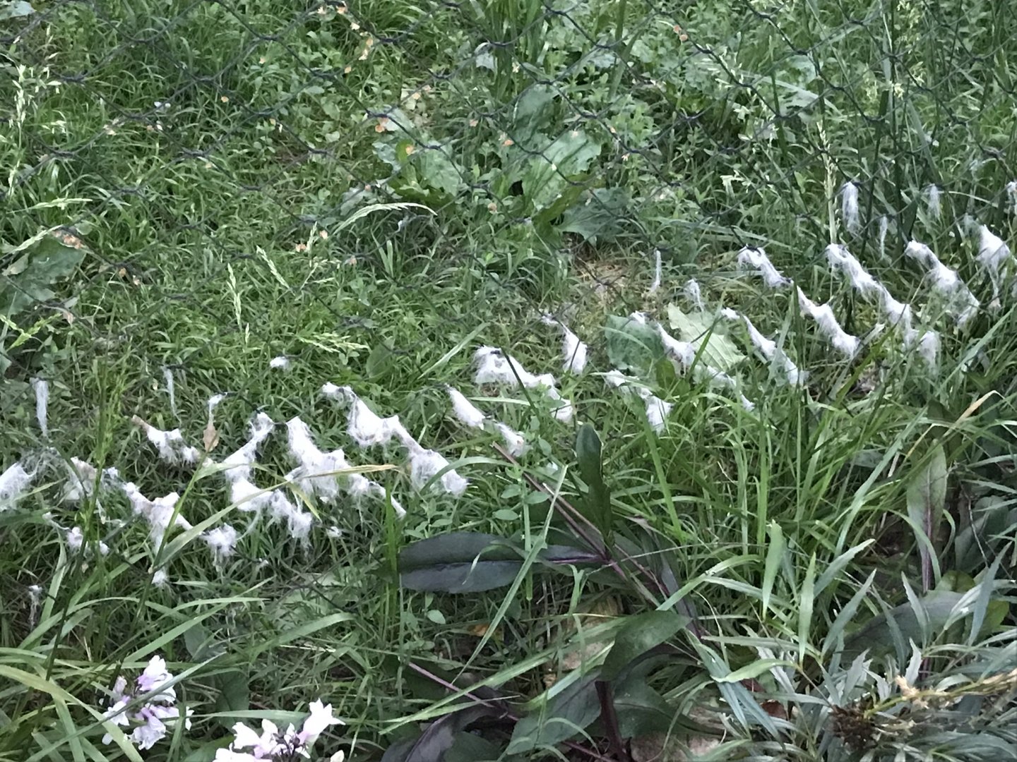 Arctic Fox Fur on Mesh