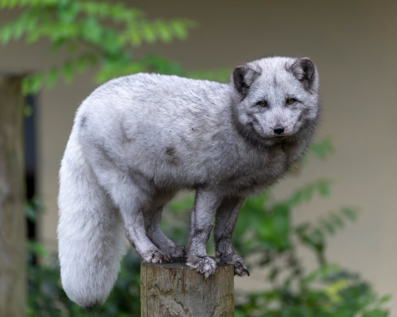 Arctic fox, Grace, Dudley, UK