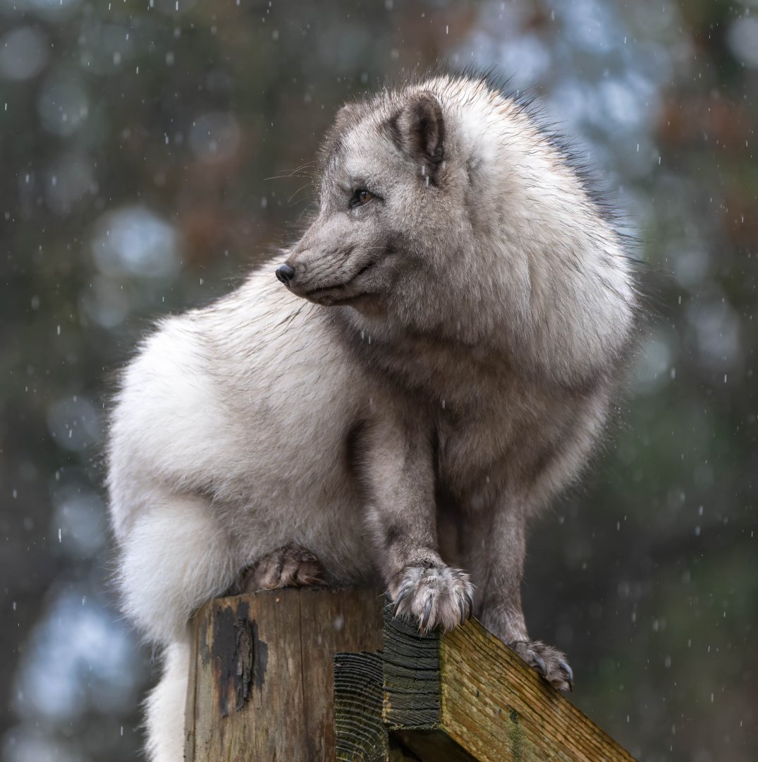 Arctic fox (Grace) Dudley UK