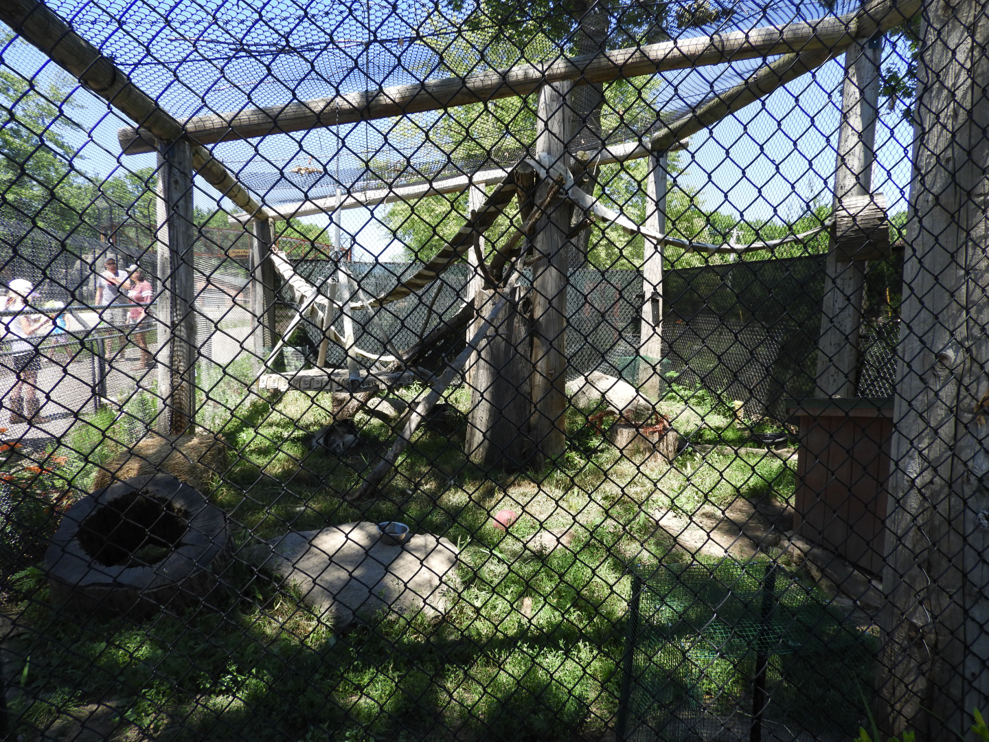 Arctic Fox/Gray Fox exhibit - Wildwood Zoo