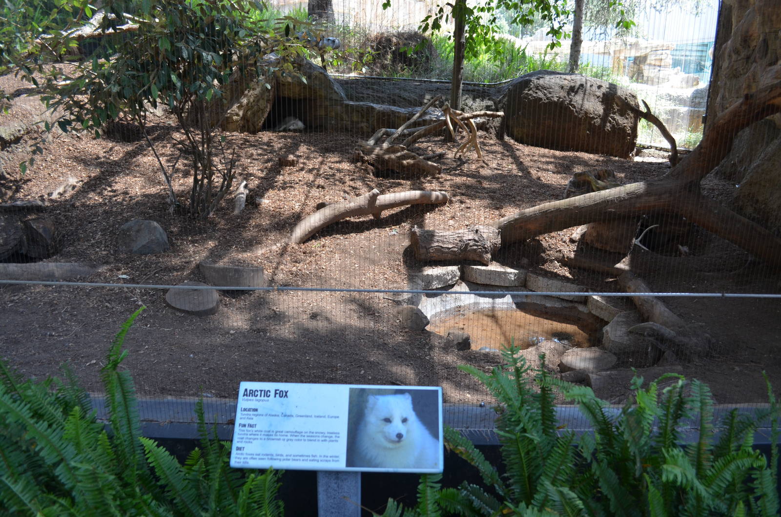 Arctic Fox Habitat - Northern Frontier