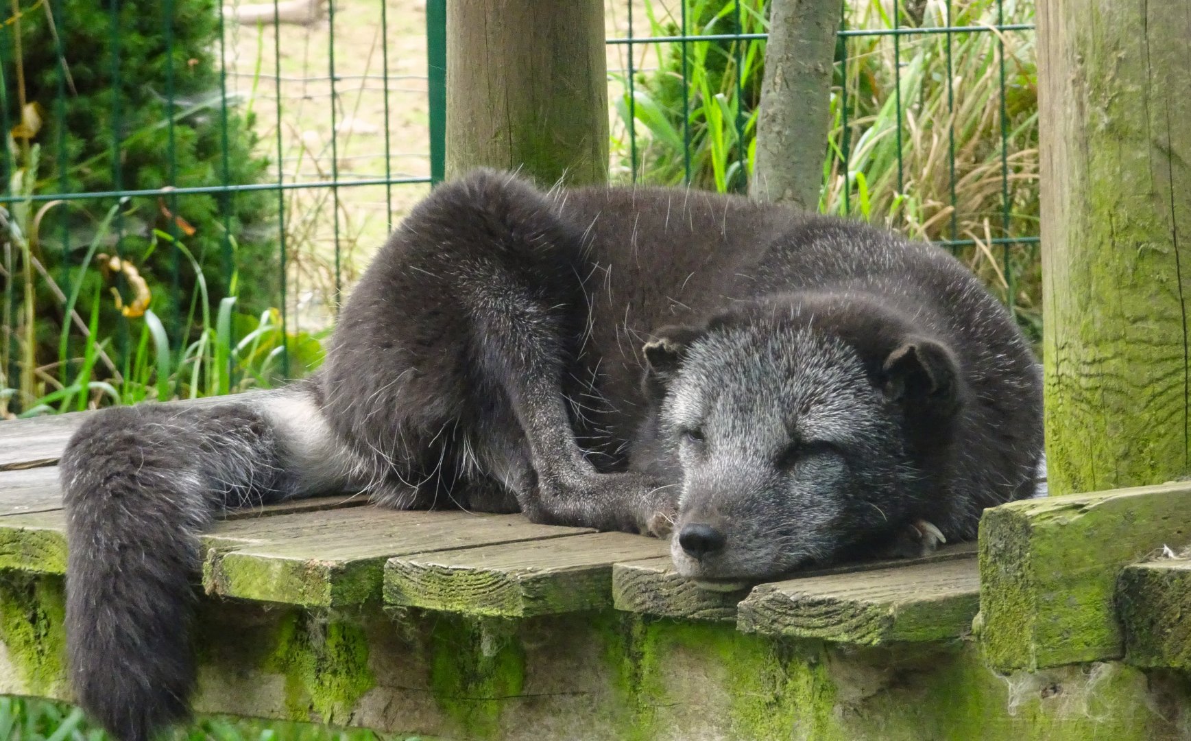 Arctic Fox Hamish, Wild Discovery, 2 August 2025