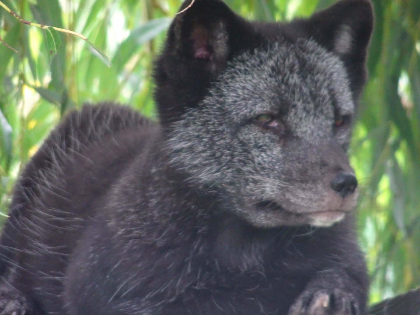 Arctic Fox Heidi, Wild Discovery, 2 August 2025