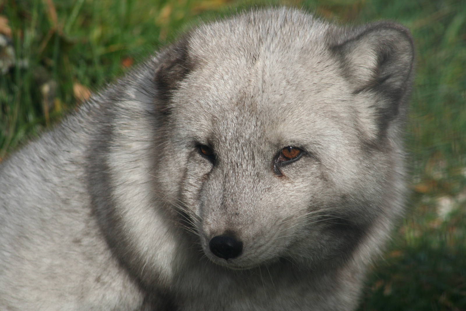 Arctic Fox @ Highland Wildlife Park; 19.10.2010