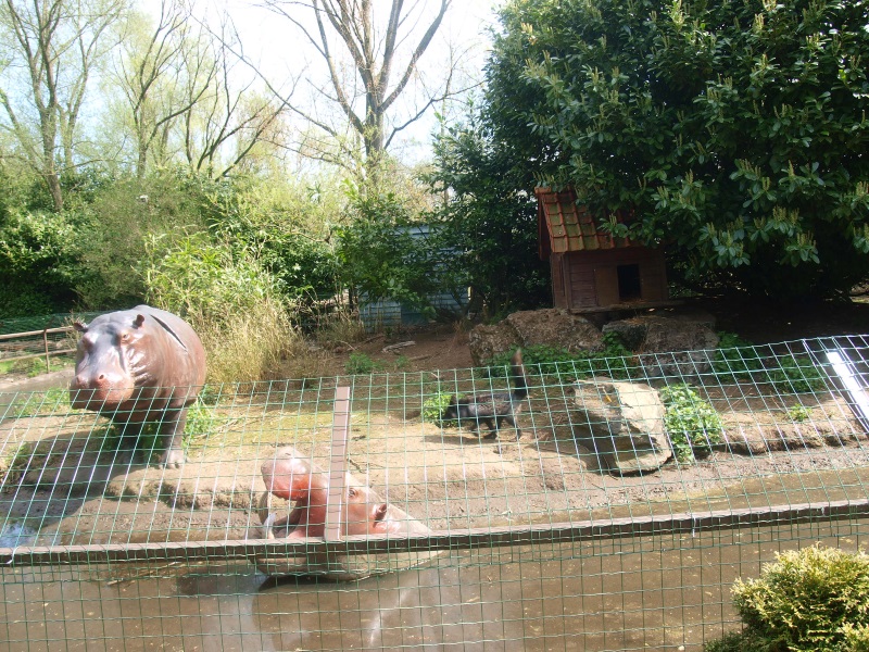 Arctic fox island (April 19th, 2015)