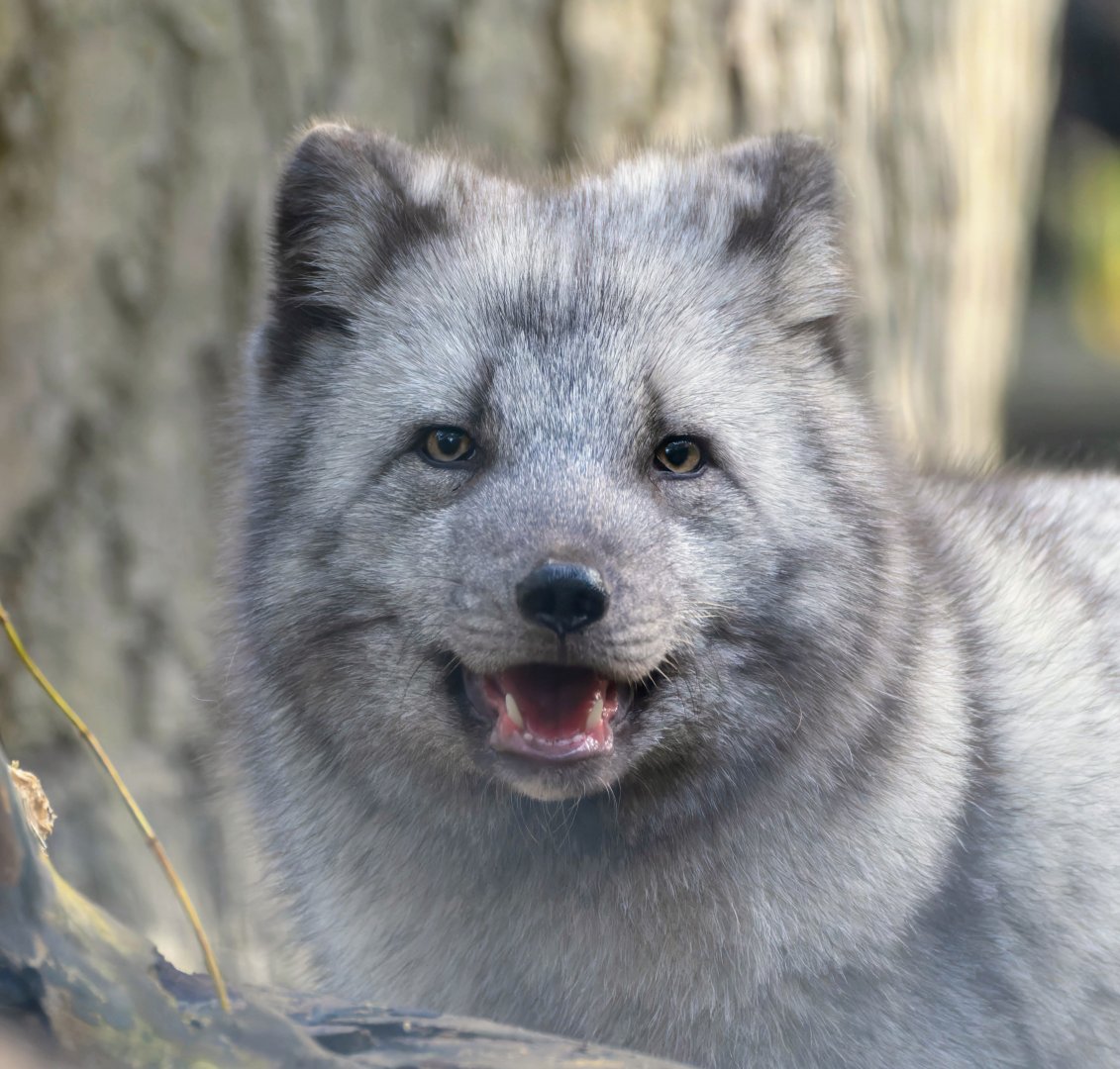 Arctic fox,  Jimmy's farm & wildlife park, UK