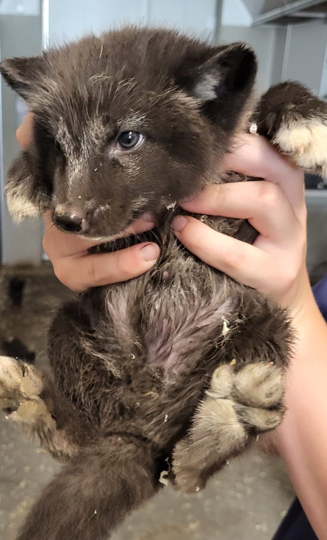 Arctic fox - juvenile