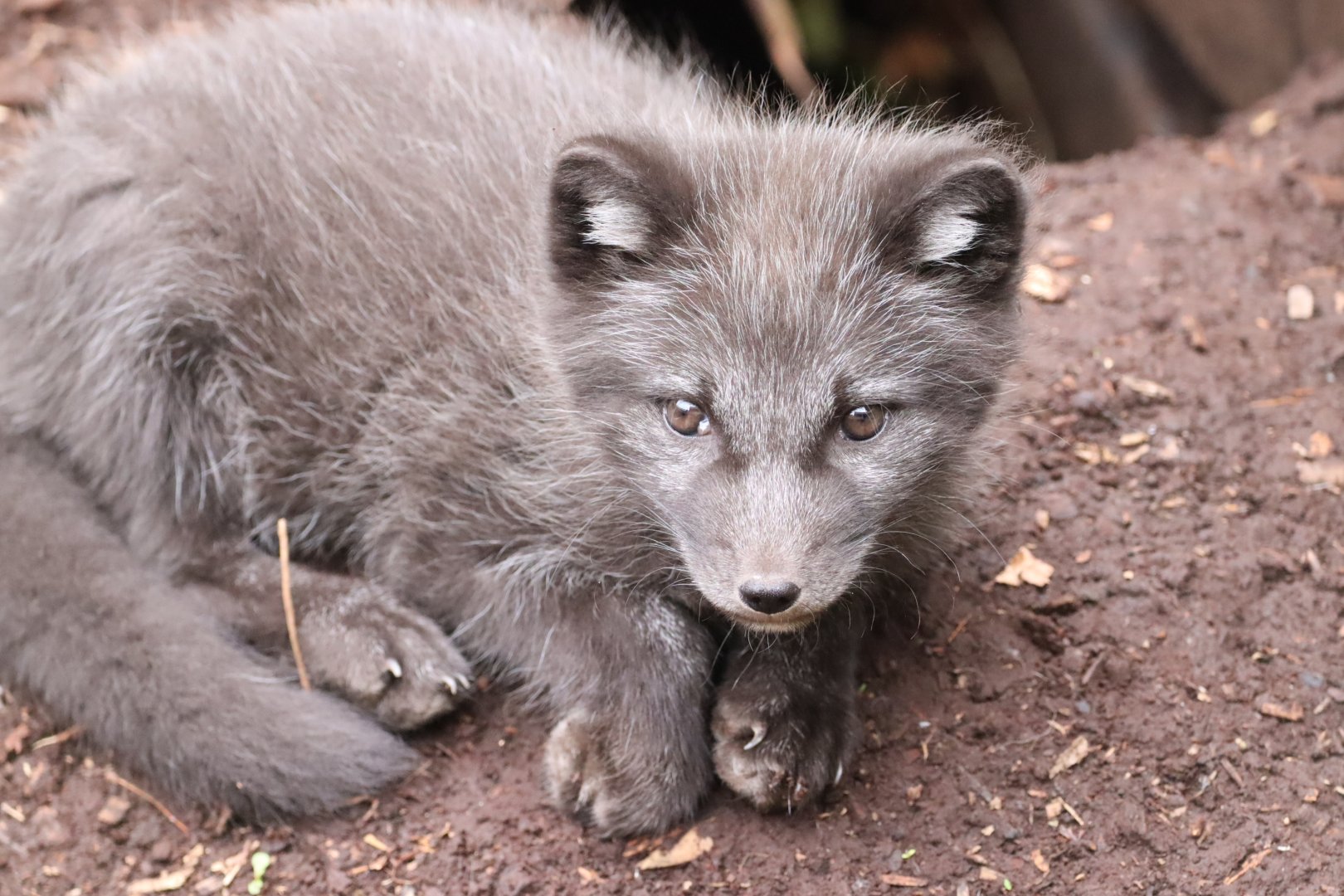 Arctic Fox Kit