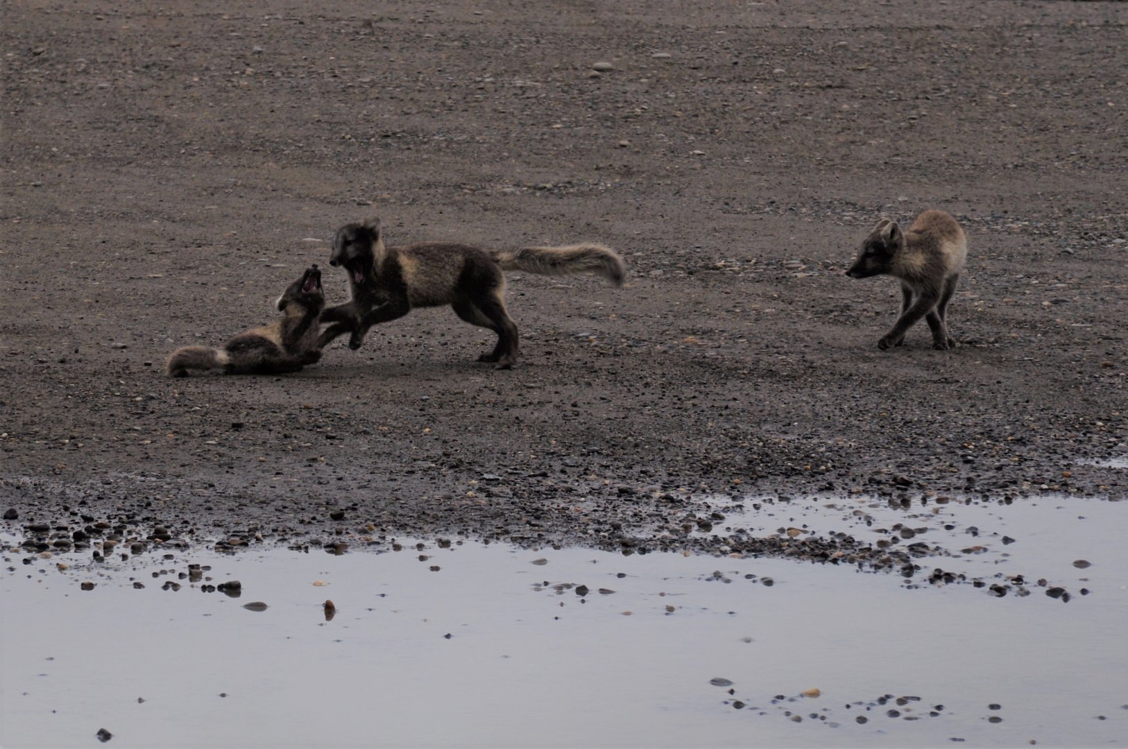Arctic Fox Kits - Alaska