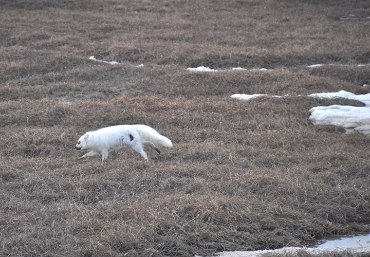 Arctic Fox.  May 2017.