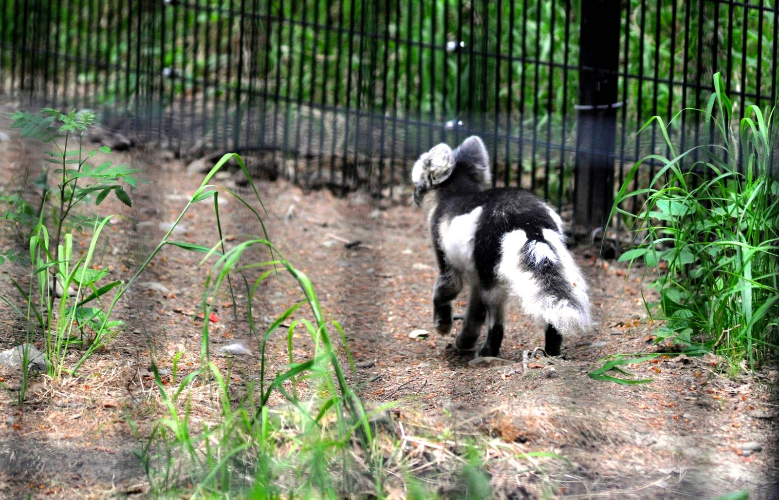 Arctic Fox mid-phase