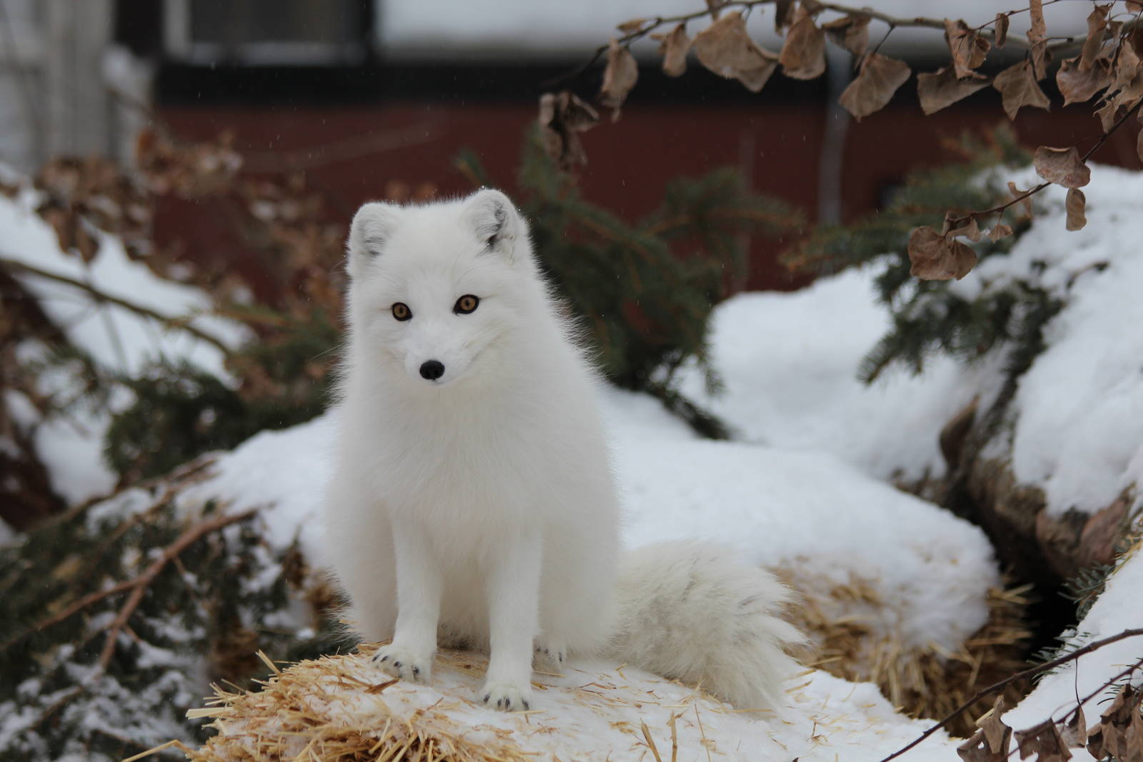 Arctic Fox - Nov 2012