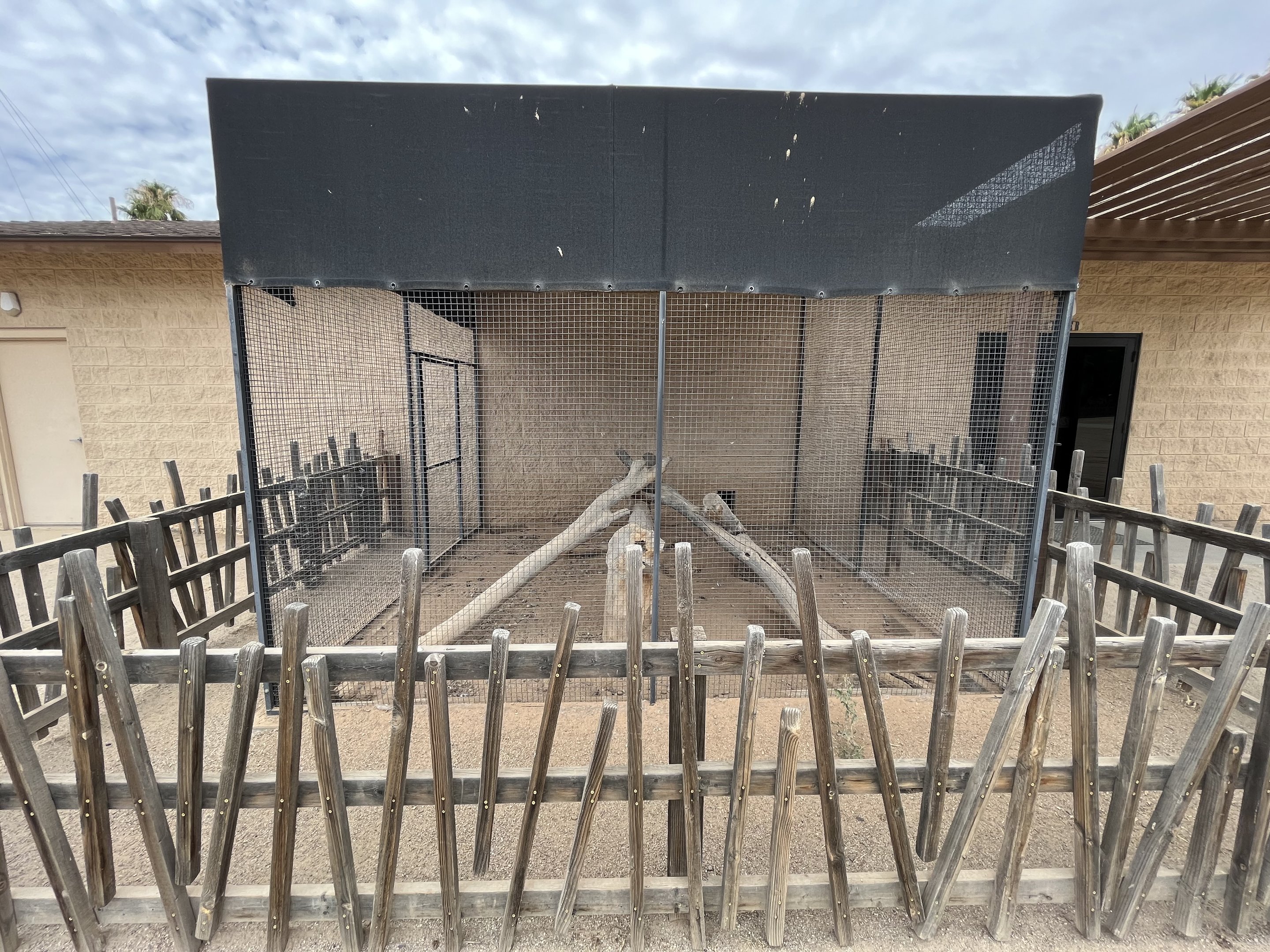 Arctic Fox Outdoor Exhibit