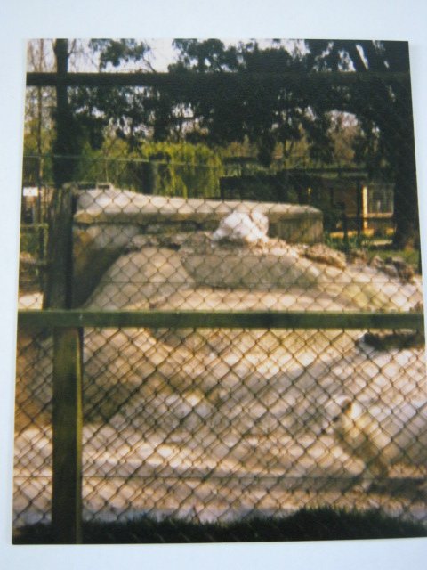 Arctic Fox pen Basildon Zoo 1989.