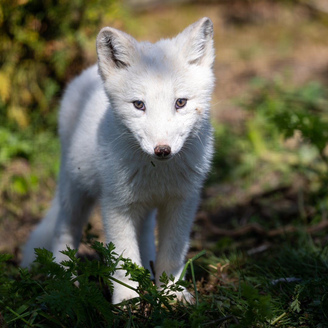 Arctic Fox Pup / Ark Wildlife Park / 16-7-21