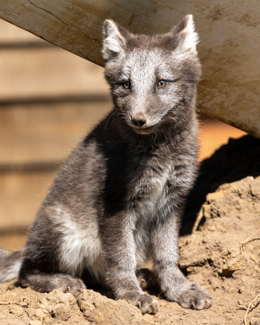 Arctic Fox Pup / Ark Wildlife Park / 16-7-21