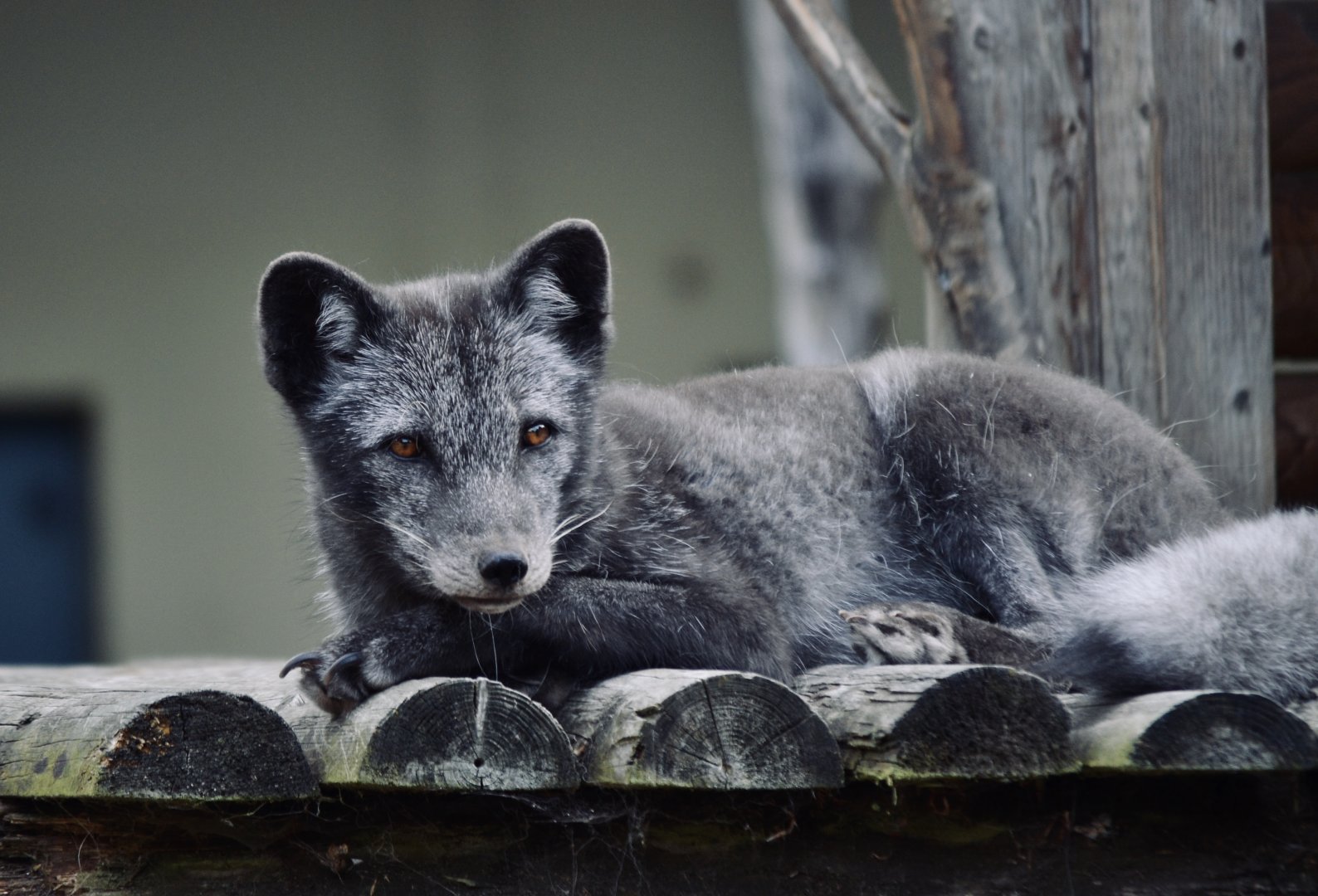 Arctic Fox - September 2020