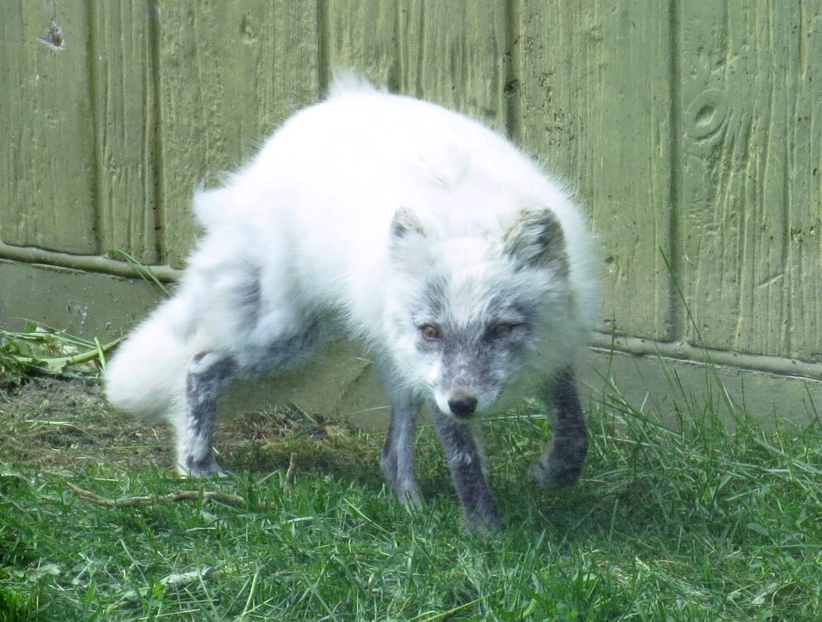 Arctic fox shedding