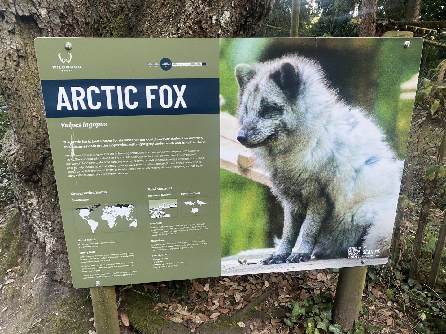 Arctic fox signage 020825
