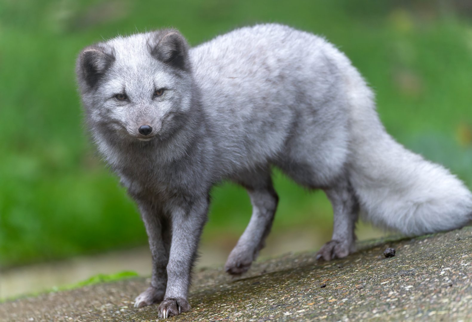 Arctic fox, Spruce, Dudley, UK