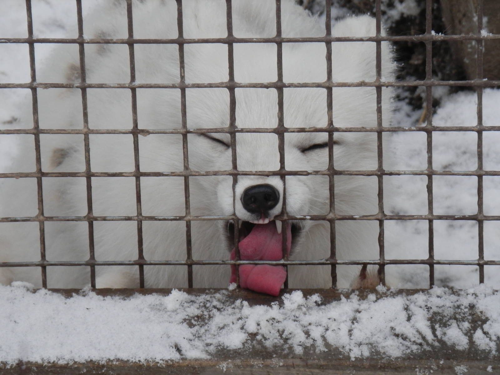 Arctic Fox...the snow is always better on the other side of the fence.