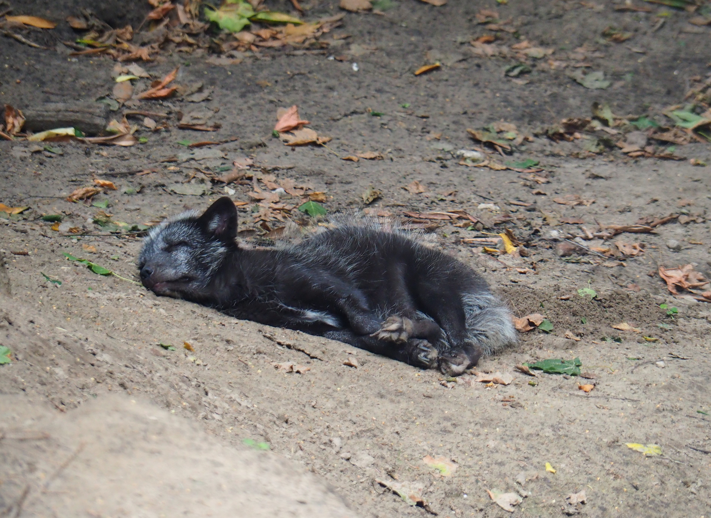 Arctic fox (Vulpes lagopus), 2019-08-11