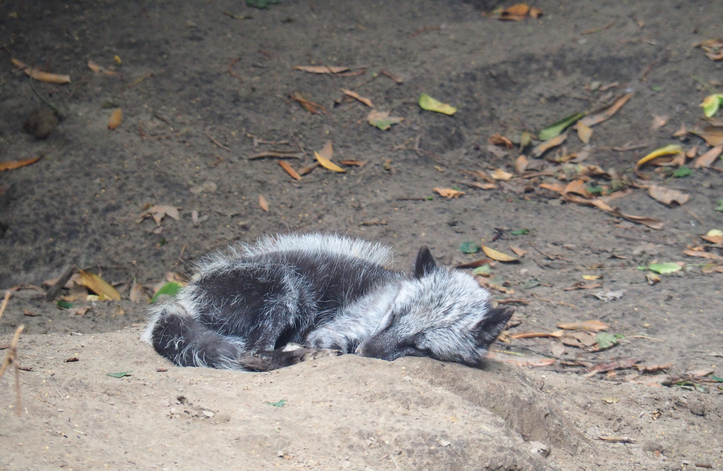 Arctic fox (Vulpes lagopus), 2019-08-11