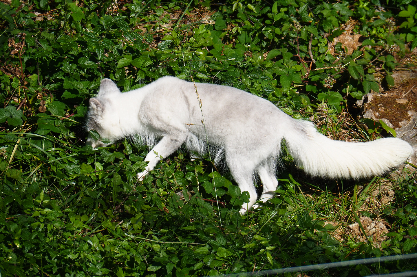 Arctic fox (Vulpes lagopus), 2020-07-12