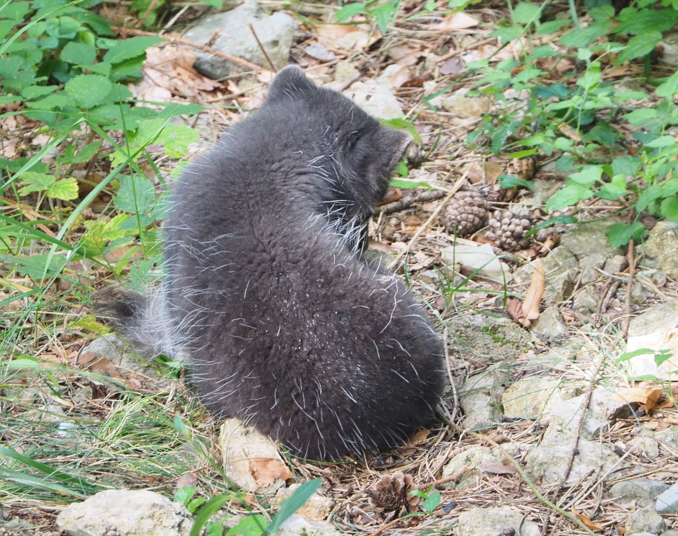 Arctic fox (Vulpes lagopus), 2021-08-15