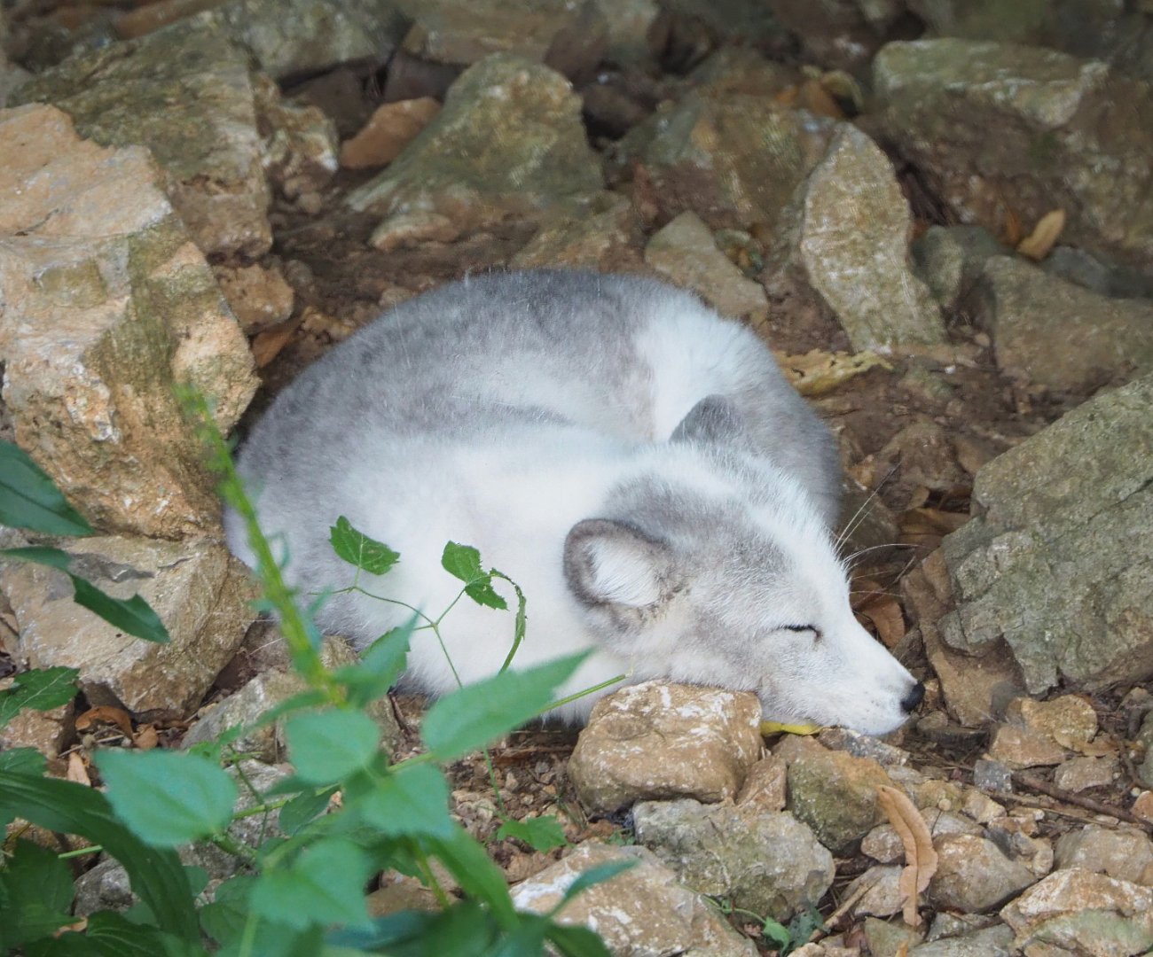 Arctic fox (Vulpes lagopus), 2021-08-15