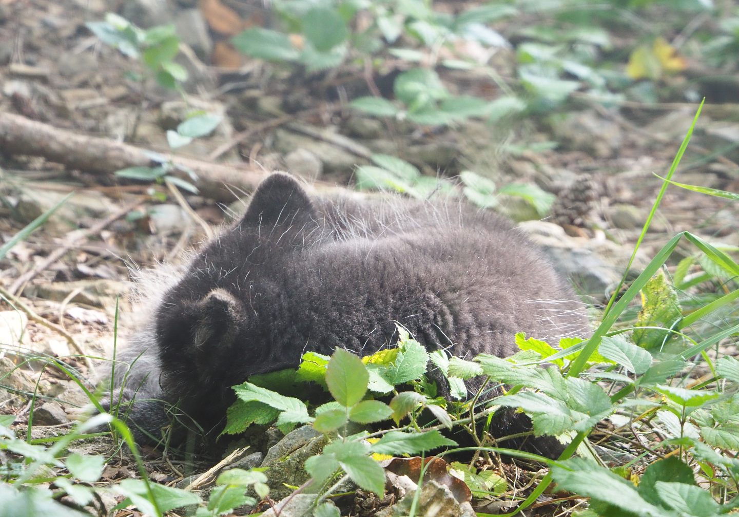 Arctic fox (Vulpes lagopus), 2021-08-15