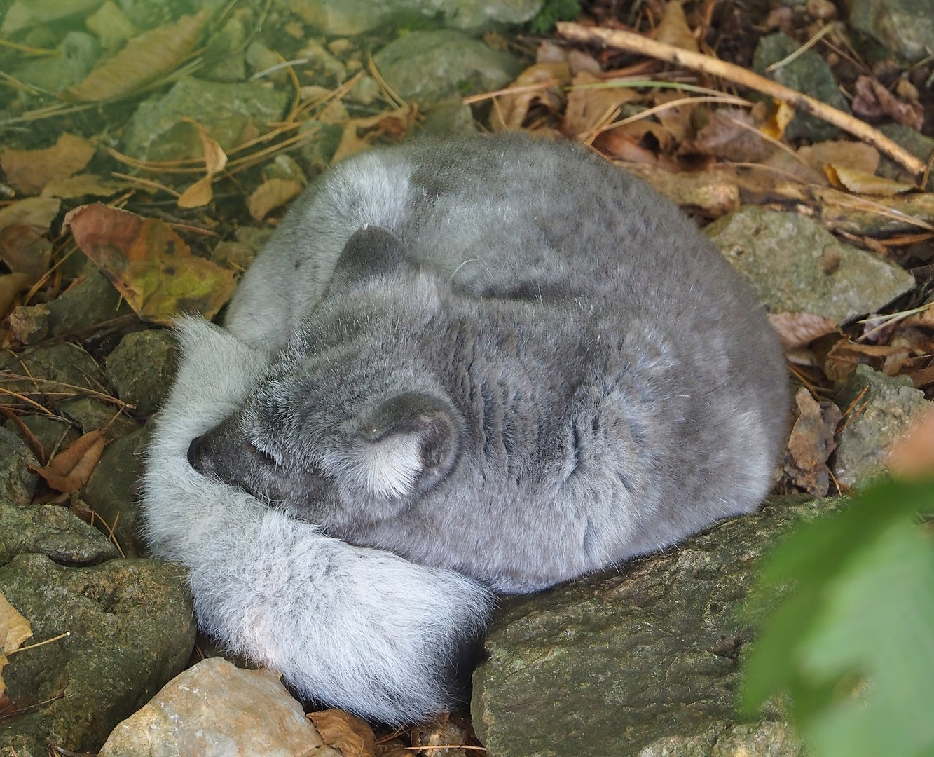 Arctic fox (Vulpes lagopus), 2023-09-26