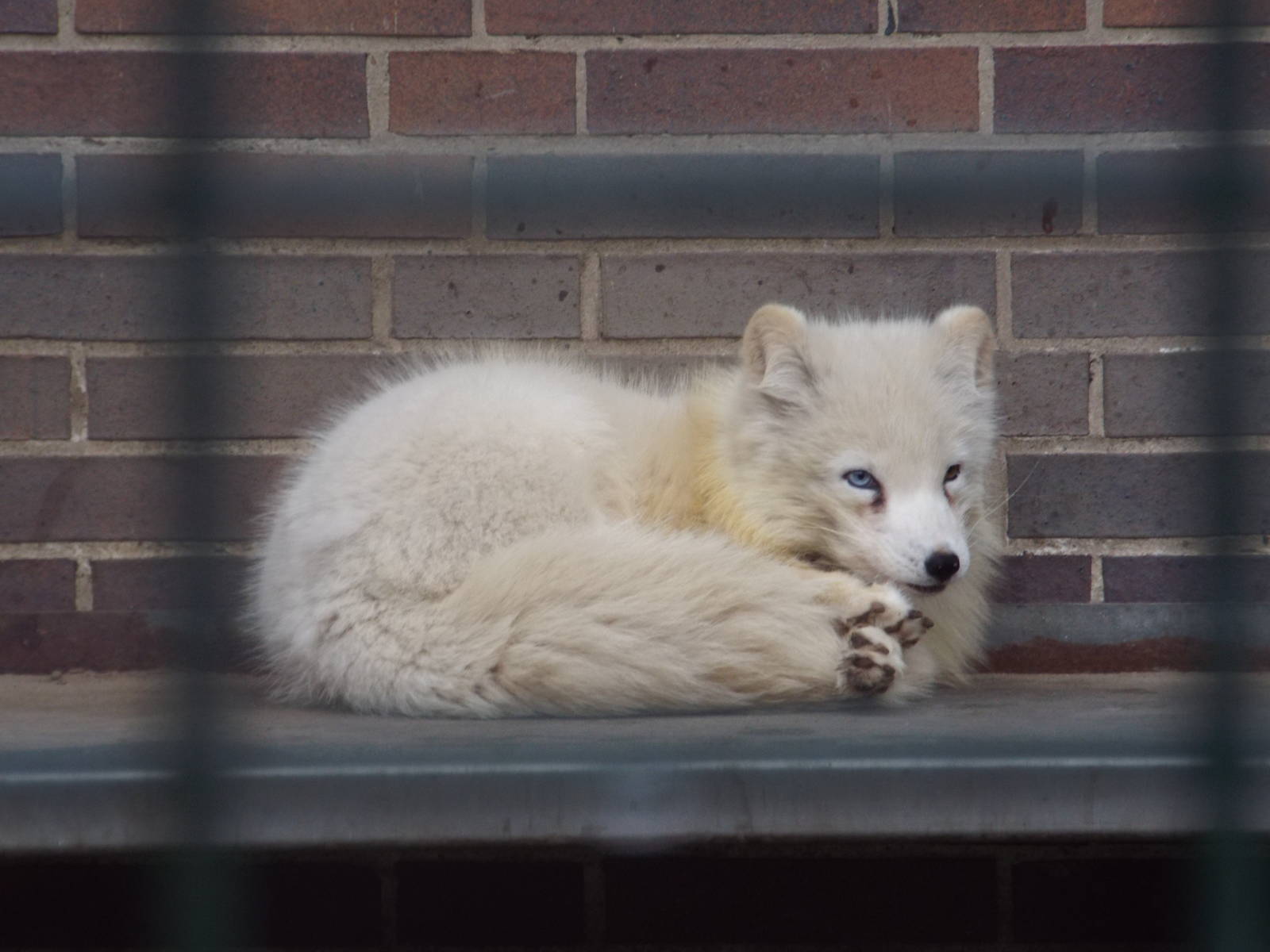 Arctic Fox (Vulpes lagopus) at Zoo Berlin - April 4th 2014
