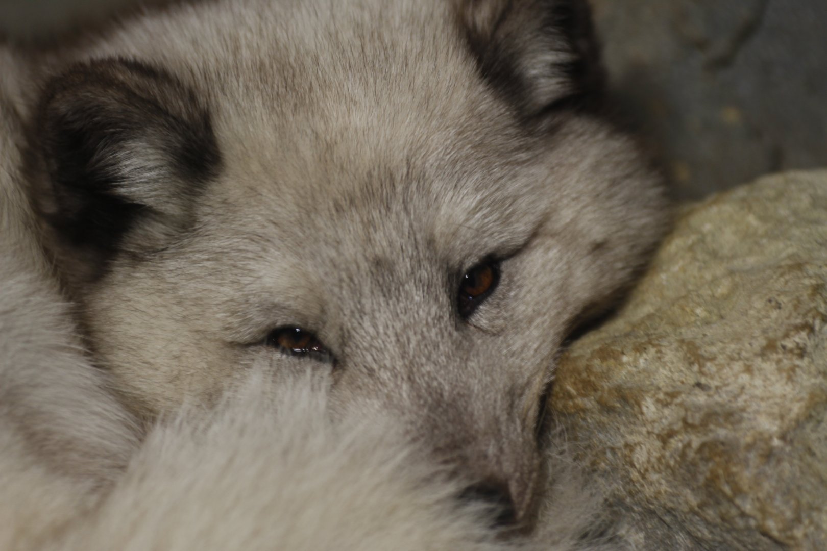 Arctic fox (Vulpes lagopus)