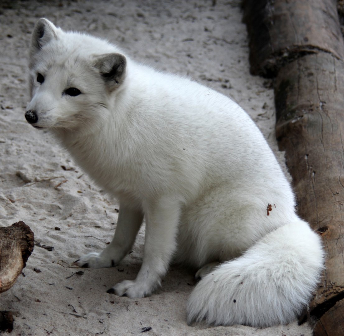Arctic fox (Vulpes lagopus)