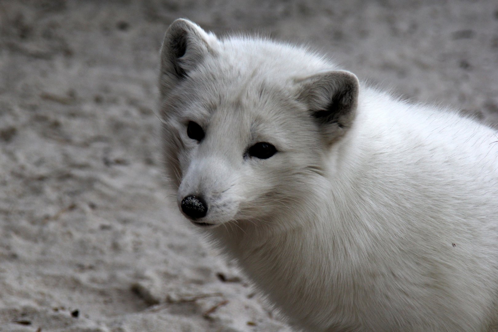 Arctic fox (Vulpes lagopus)