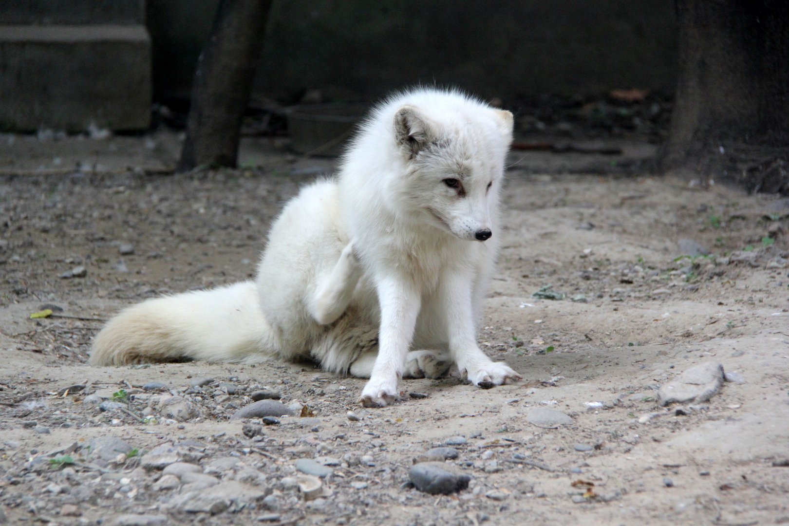Arctic fox (Vulpes lagopus)