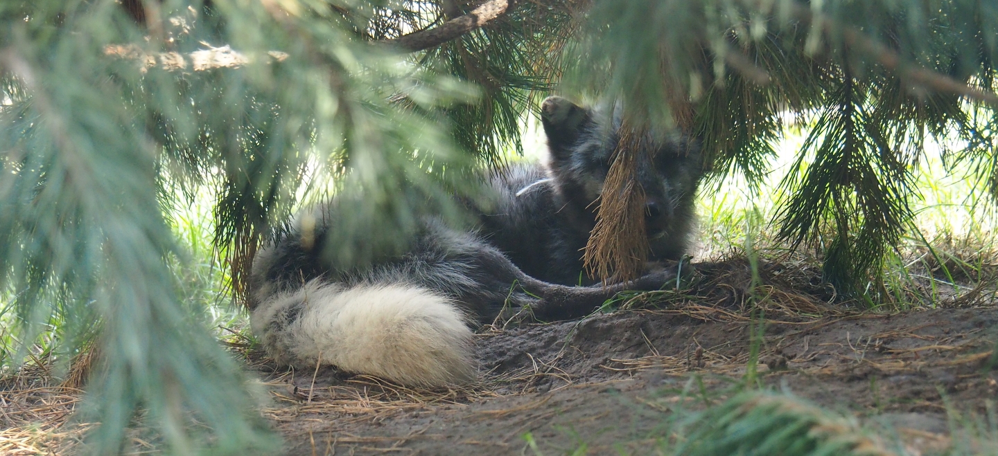Arctic fox (Vulpes lagopus)
