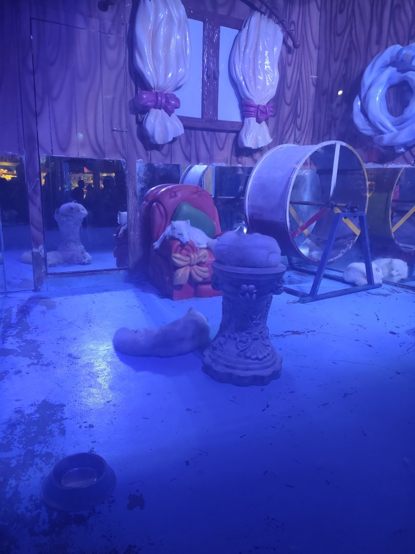 Arctic fox (Vulpes lagopus)