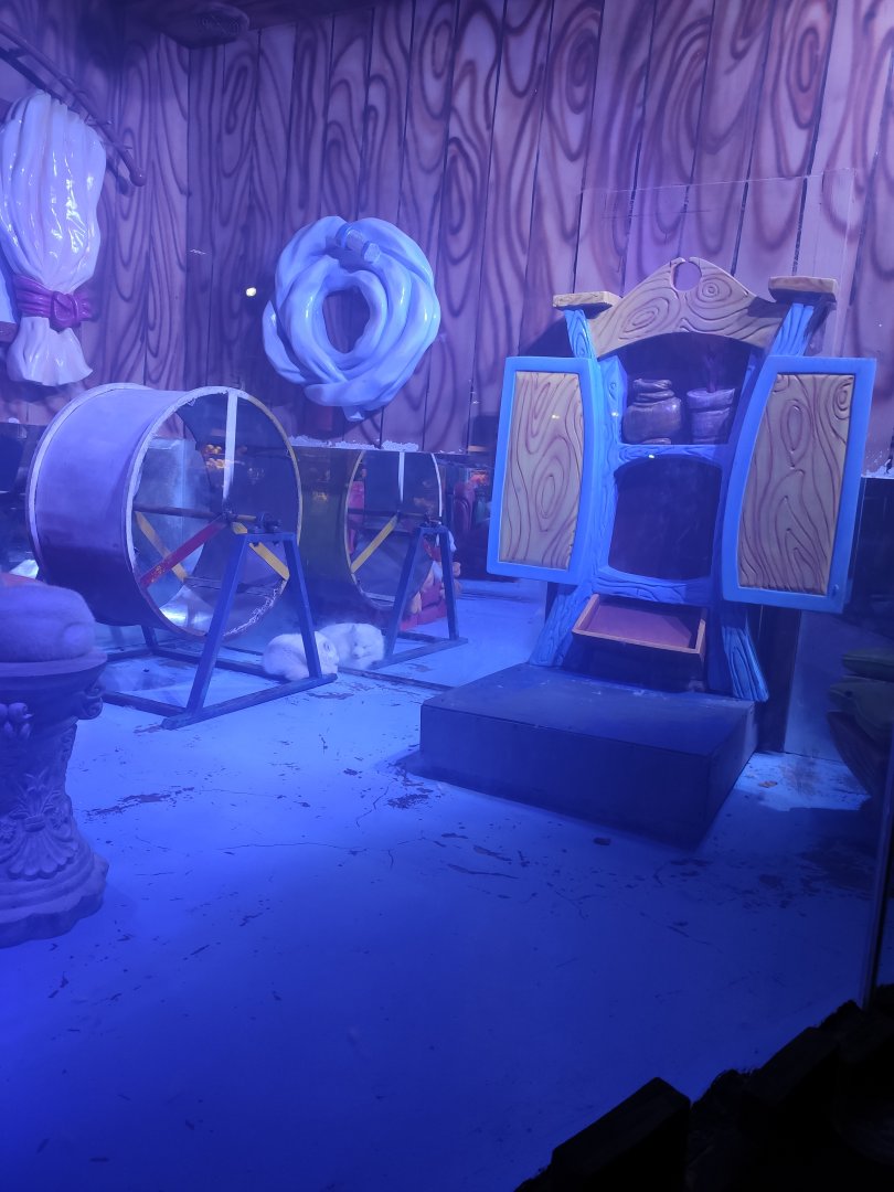 Arctic fox (Vulpes lagopus)