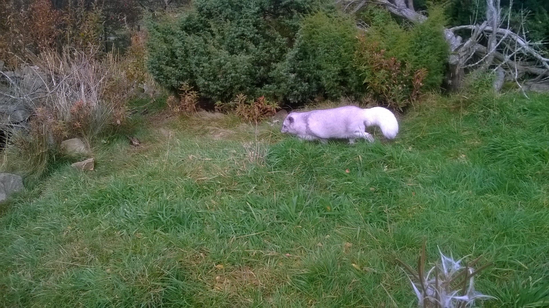 Arctic fox (Vulpes lagopus)