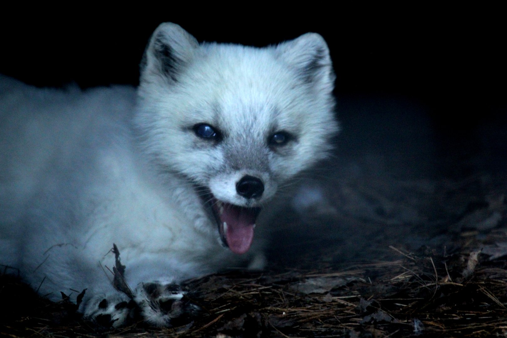 Arctic fox (Vulpes lagopus)