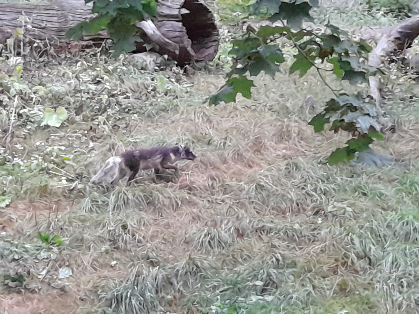 Arctic fox (Vulpes lagopus)