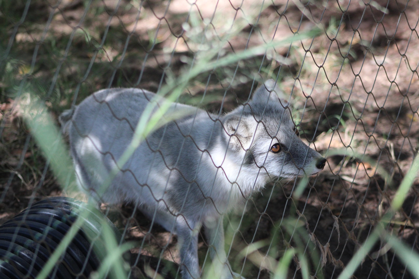 Arctic Fox (Vulpes lagopus)