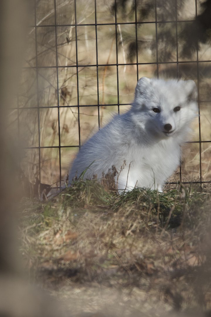 Arctic Fox/ Vulpes lagopus