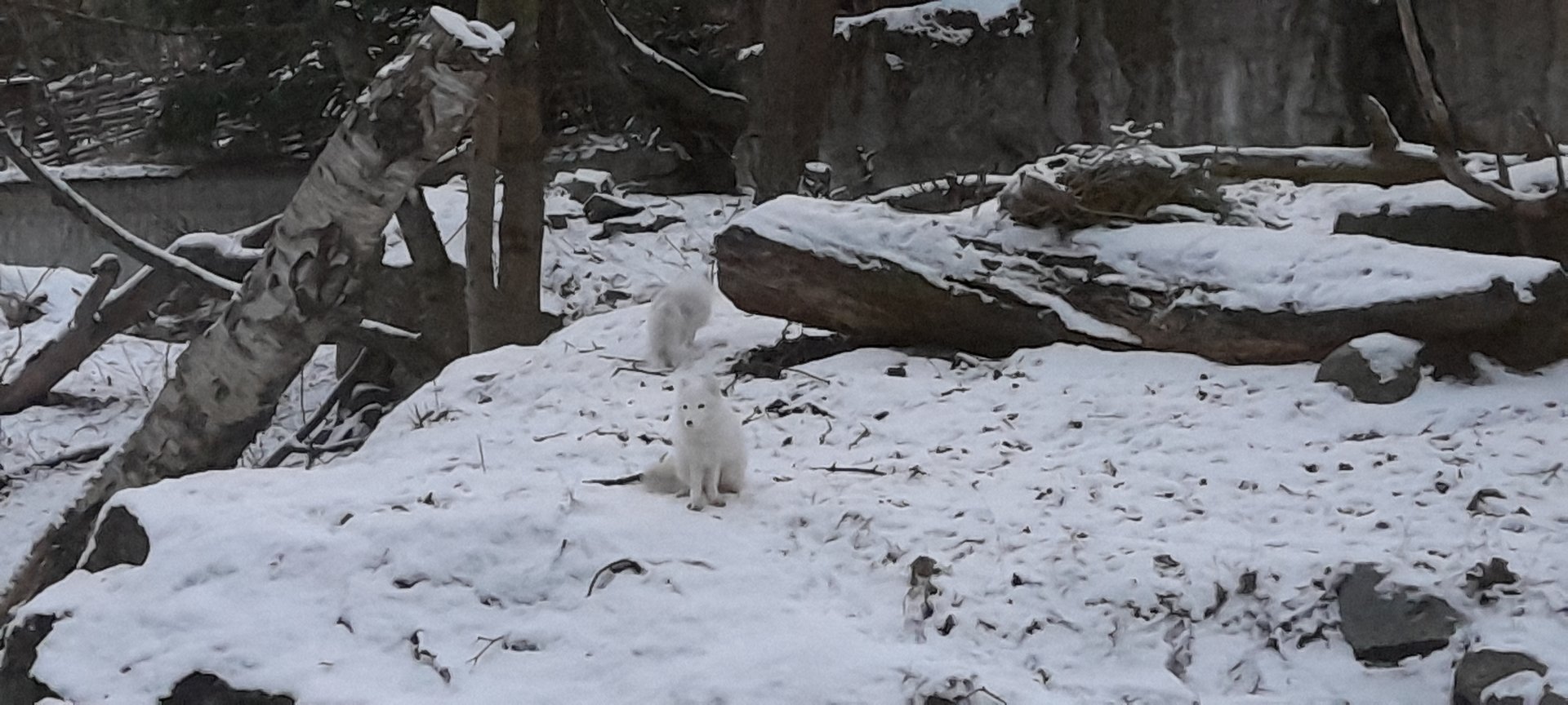 Arctic fox (Vulpes lagopus)
