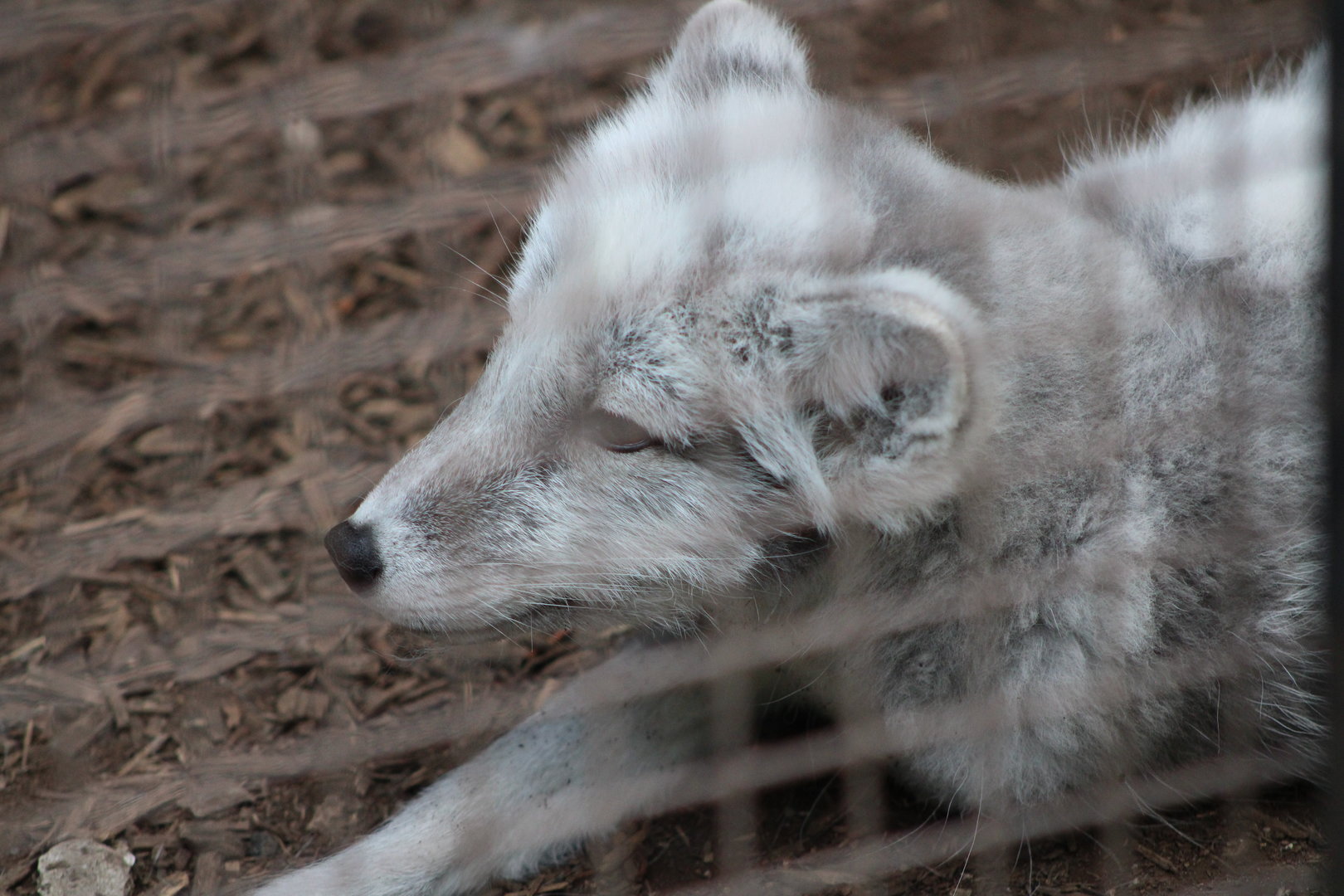 Arctic Fox (Vulpes lagopus)