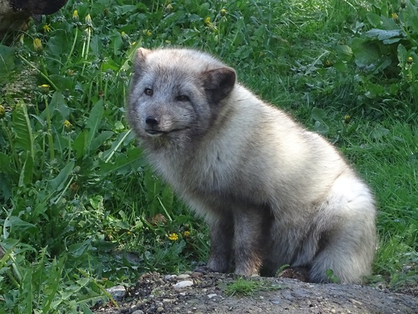 Arctic fox (Vulpes lagopus)