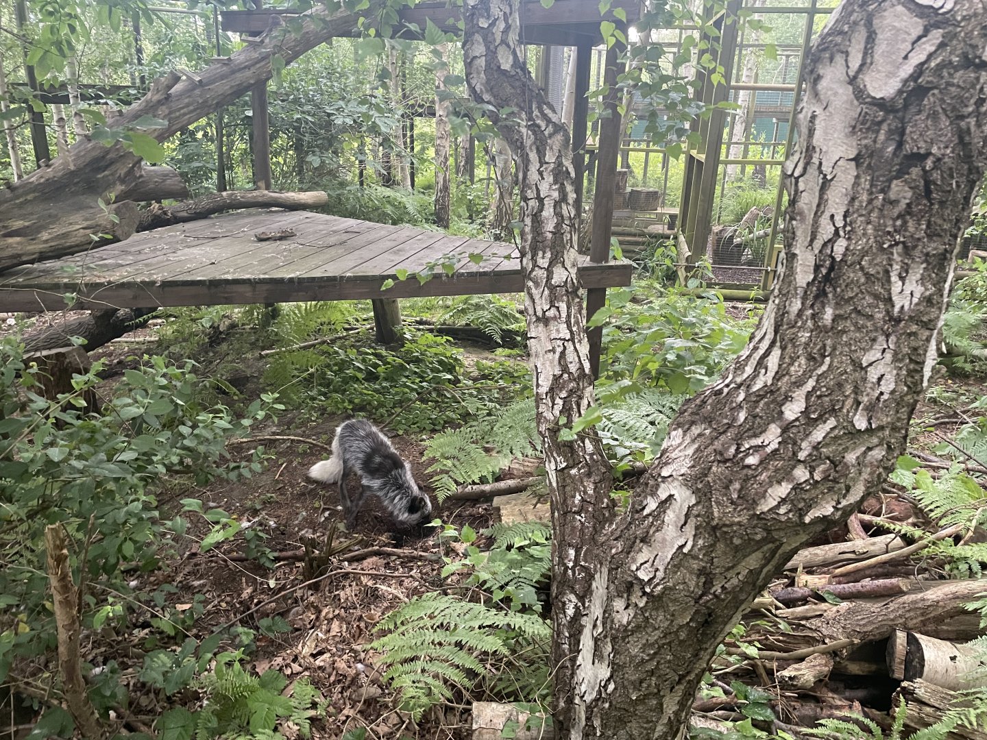 Arctic Fox (Vulpes lagopus)